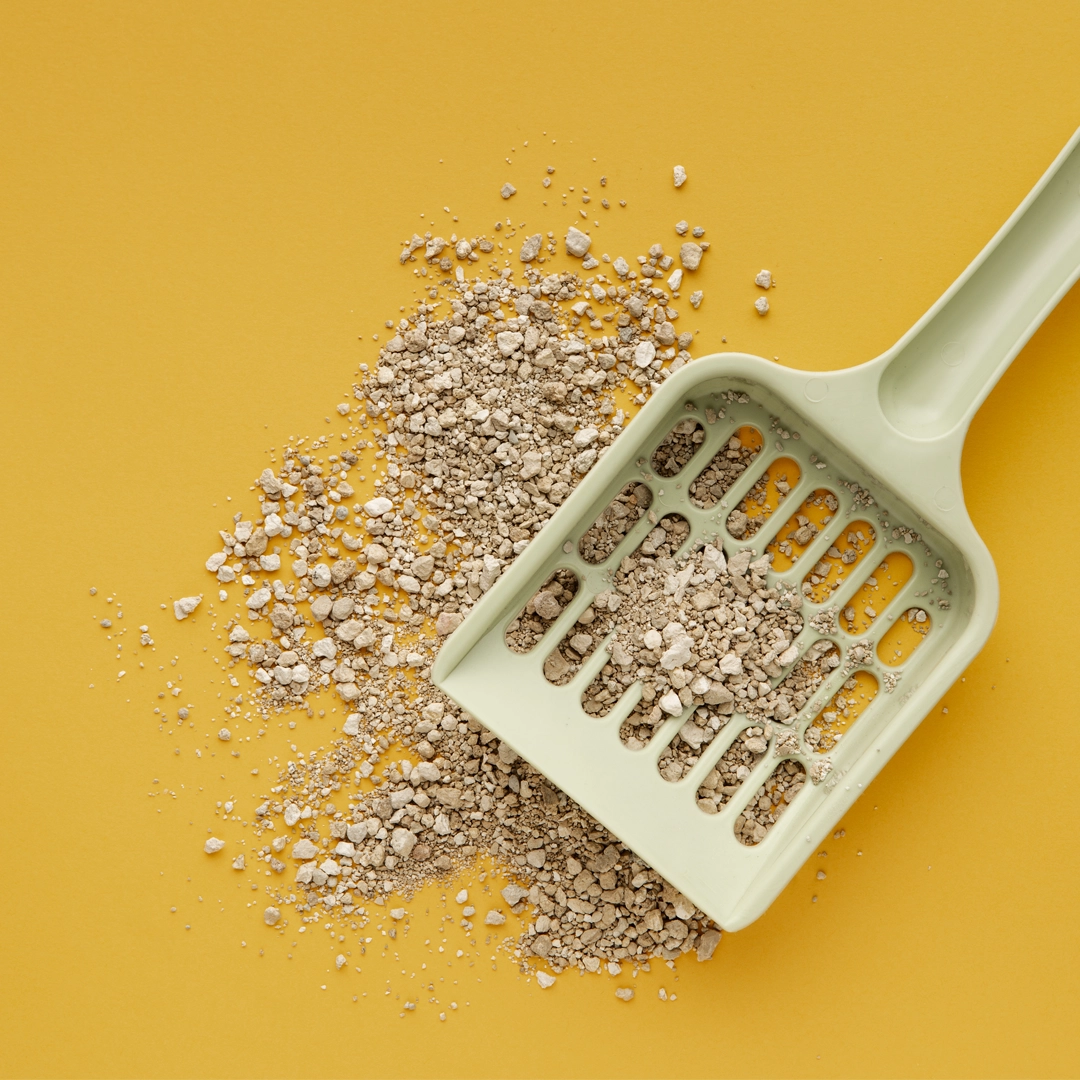 What is cat litter and what role does it play in a cat’s health?