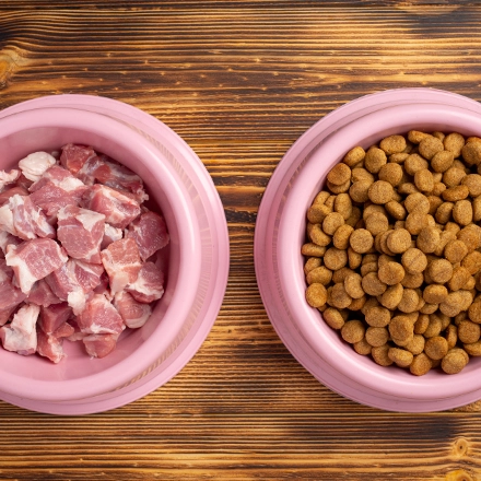 Benefits of Rabbit Meat for Dog and Cat Digestion
